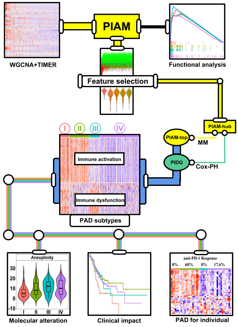 The process of PAD subtypes establishment